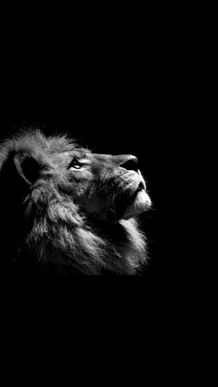 a-lion-doesn’t-concern-himself