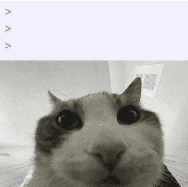 cat-looks-inside