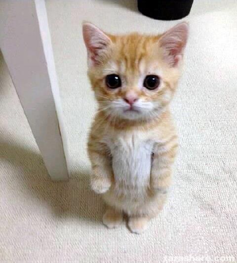 cute-cat