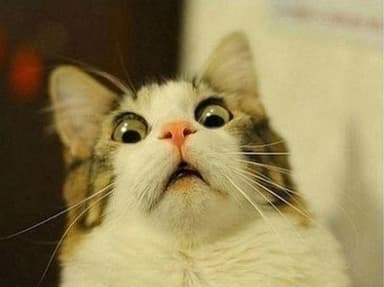 scared-cat