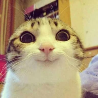 smiling-cat