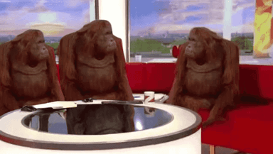 Where Monkey